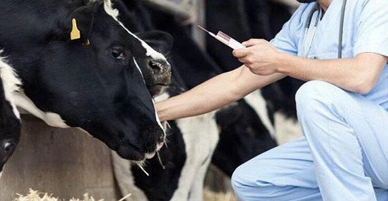 veterinary