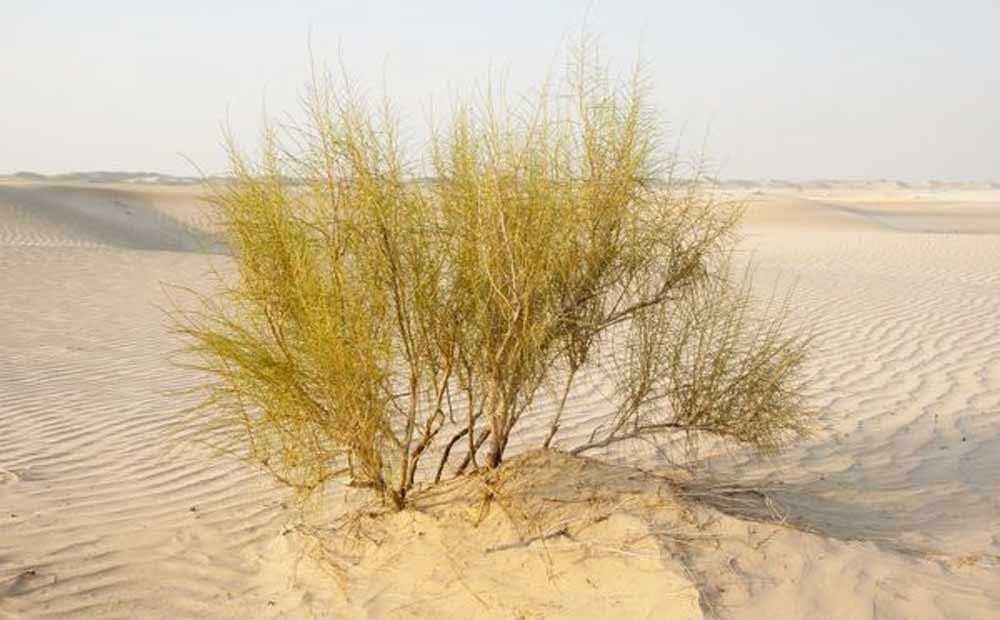زرد تاغ