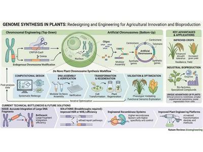 Plant Genome Synthesis: The Next Frontier of Bioengineering for Future Agriculture