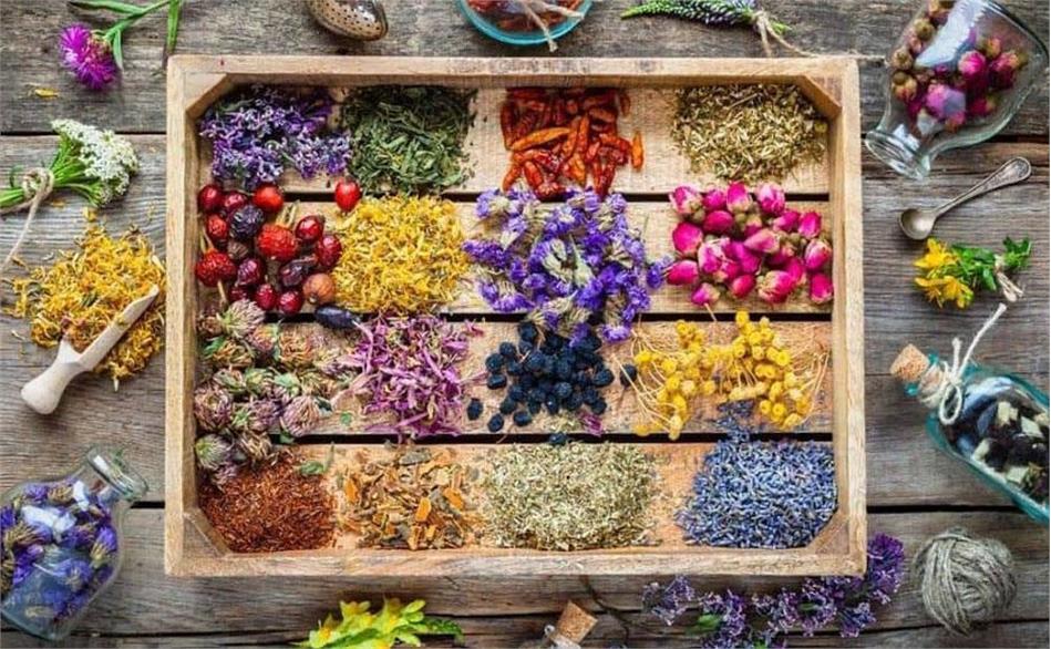 گیاهان دارویی و فرآورده‌های طبیعی، ظرفیتی برای کمک به درمان مردم، تولید علم بومی و ثروت آفرینی برای کشور