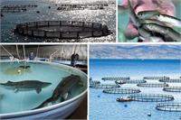 آبزی پروری دریایی در ایران با رویکرد اقتصاد دریا محور و محدودیت منابع آب شیرین