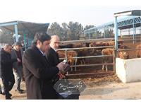 امنیت غذایی 10